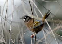 キンバネガビチョウ Black-faced Laughingthrush Garrulax affinis