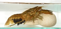 Procambarus fallax