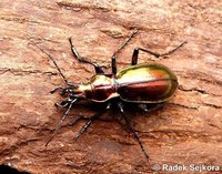 Carabus splendens