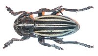 Dorcadion scopolii