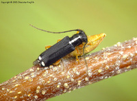 Menesia bipunctata