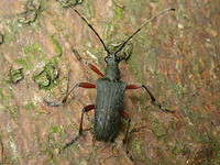 Evodinus clathratus var. nigritus