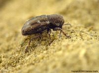 Pachnephorus villosus
