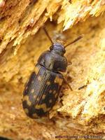 Mycetophagus atomarius