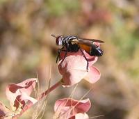 Cylindromyia rufifrons