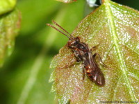 Nomada flavoguttata