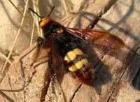Megascolia maculata