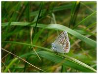 Polyommatus icarus - Common Blue