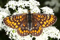 Euphydryas maturna - Scarce Fritillary