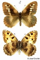 Chazara briseis - Hermit