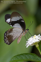 Papilio clytia