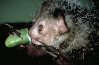 Aye-aye (Daubentonia madagascariensis)