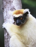 photograph of a Verreaux's sifaka (Propithecus verreauxi)