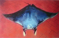 Mobula hypostoma, Lesser devil ray: fisheries