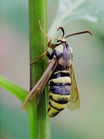 Sesia apiformis - Hornet Moth