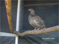 Dusky Grouse Dendragapus obscurus