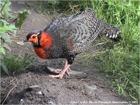 Western Tragopan Tragopan melanocephala