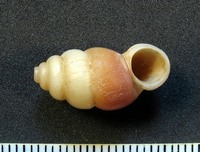 Farcimen bituberculatum