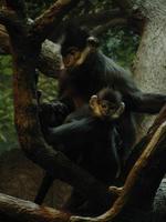 Image of: Trachypithecus francoisi (François's leaf monkey)