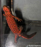 Cynops pyrrhogaster - Japanese Fire Belly Newt