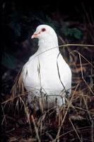 Columba livia - Rock Dove