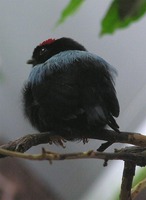 Chiroxiphia pareola - Blue-backed Manakin