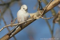 Aegithalos caudatus europaeus - Continental Long-tailed Tit