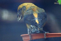 Loxia curvirostra - Red Crossbill