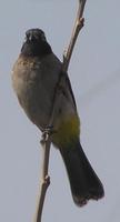 Pycnonotus xanthopygos - White-spectacled Bulbul