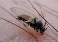 Image of: Simuliidae (black flies and buffalo gnats)