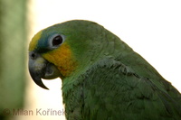 Amazona amazonica - Orange-winged Parrot