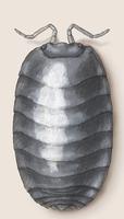 Image of: Armadillidium vulgare (pill bugs, sow bugs, rolly pollies)