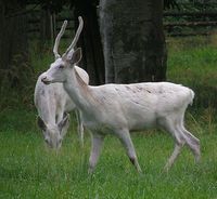 Cervus elaphus maral - Asiatic Red Deer