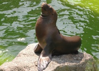 Otaria flavescens - South American Sea Lion