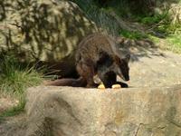 Petrogale penicillata - Brush-tailed Rock Wallaby