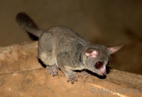 Galago senegalensis - Senegal Galago