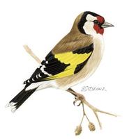 Image of: Carduelis carduelis (European goldfinch)