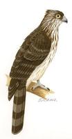 Image of: Henicopernis longicauda (long-tailed buzzard)