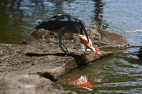 Image of: Nycticorax nycticorax (black-crowned night heron), Cyprinus carpio (common carp)