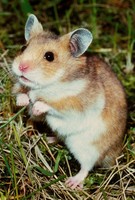 Mesocricetus auratus - Golden Hamster