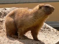 Marmota bobak - Bobak Marmot