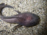 Raniceps raninus - Tadpole Fish