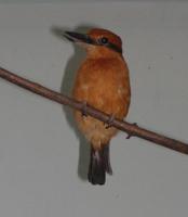 Image of: Todiramphus cinnamominus (Micronesian kingfisher)