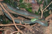 Image of: Dispholidus typus (boomslang)