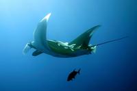 Image of: Manta birostris (Atlantic manta)