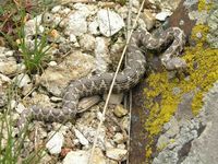 Vipera ammodytes meridionalis