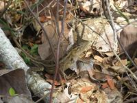 Calotes versicolor - Oriental Garden Lizard