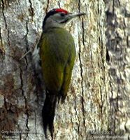 Grey-headed Woodpecker - Picus canus