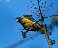 Blue-winged Racquet-tail - Prioniturus verticalis