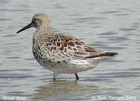 Great Knot - Calidris tenuirostris